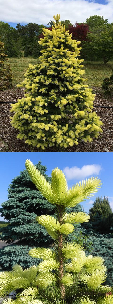 Picea pungens 'Gebelle’s Golden Spring'